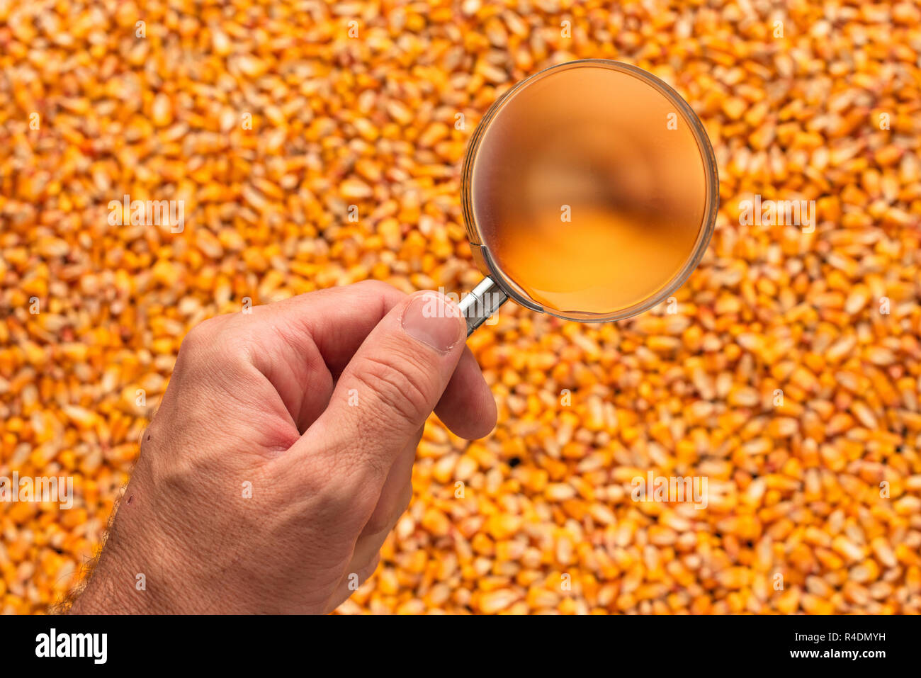Scienziato di esaminare la qualità del raccolto di sementi di mais di kernel, stretta di mano che tiene la lente di ingrandimento Foto Stock