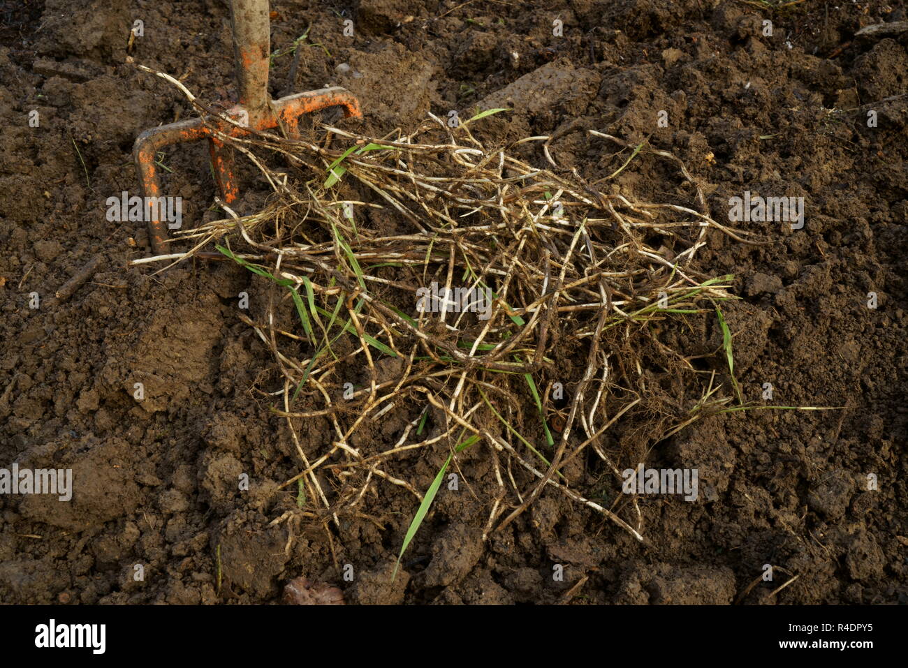 Gramigna radici (rizomi) scavato da un giardino Foto Stock