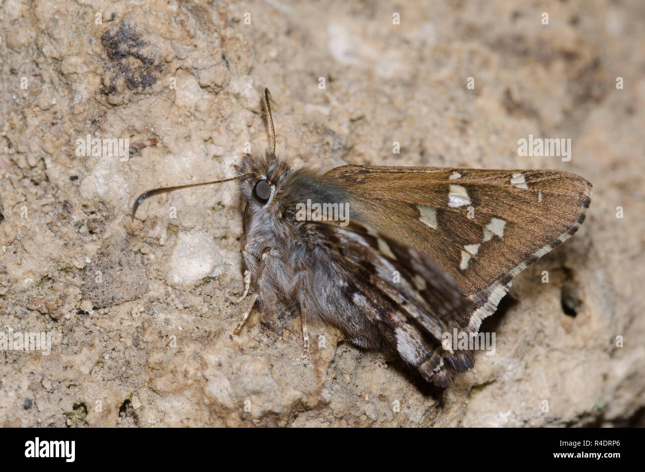 Corto-tailed Skipper, Zestusa dorus, maschio fango-copertura Foto Stock