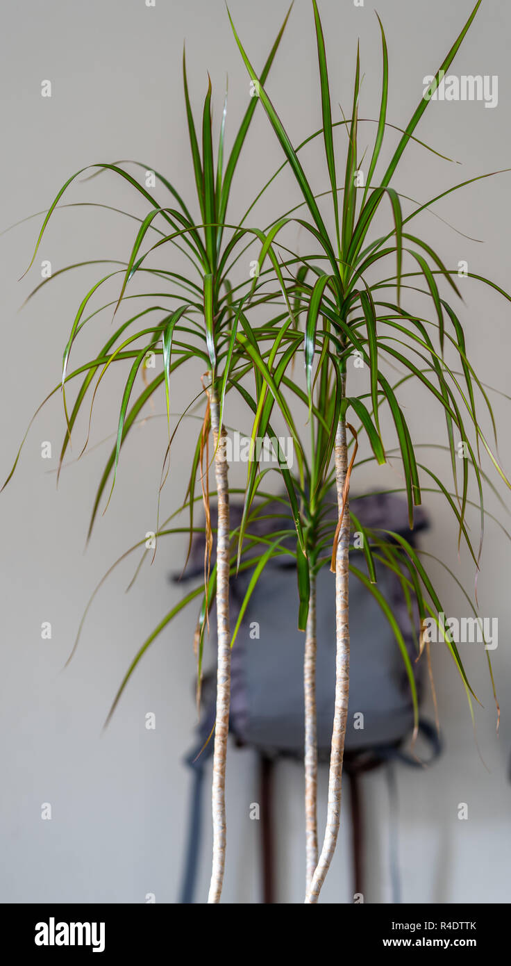 Scuola di viola zaino appeso alla parete - oggetto isolato con sfondo bianco con pianta verde infront di esso Foto Stock