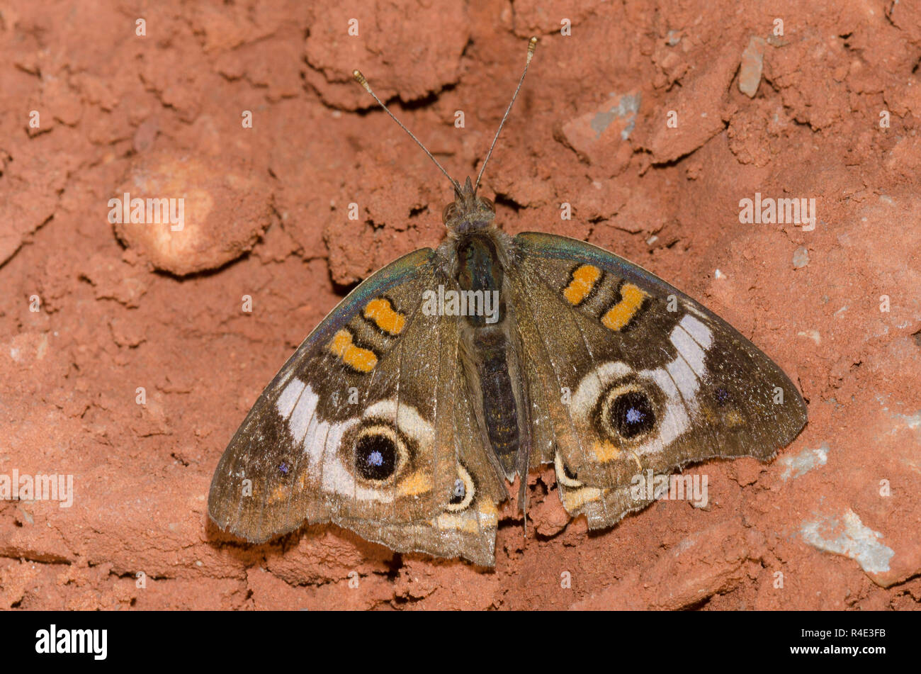 Comune di Buckeye, Junonia coenia, logori e strappati Foto Stock