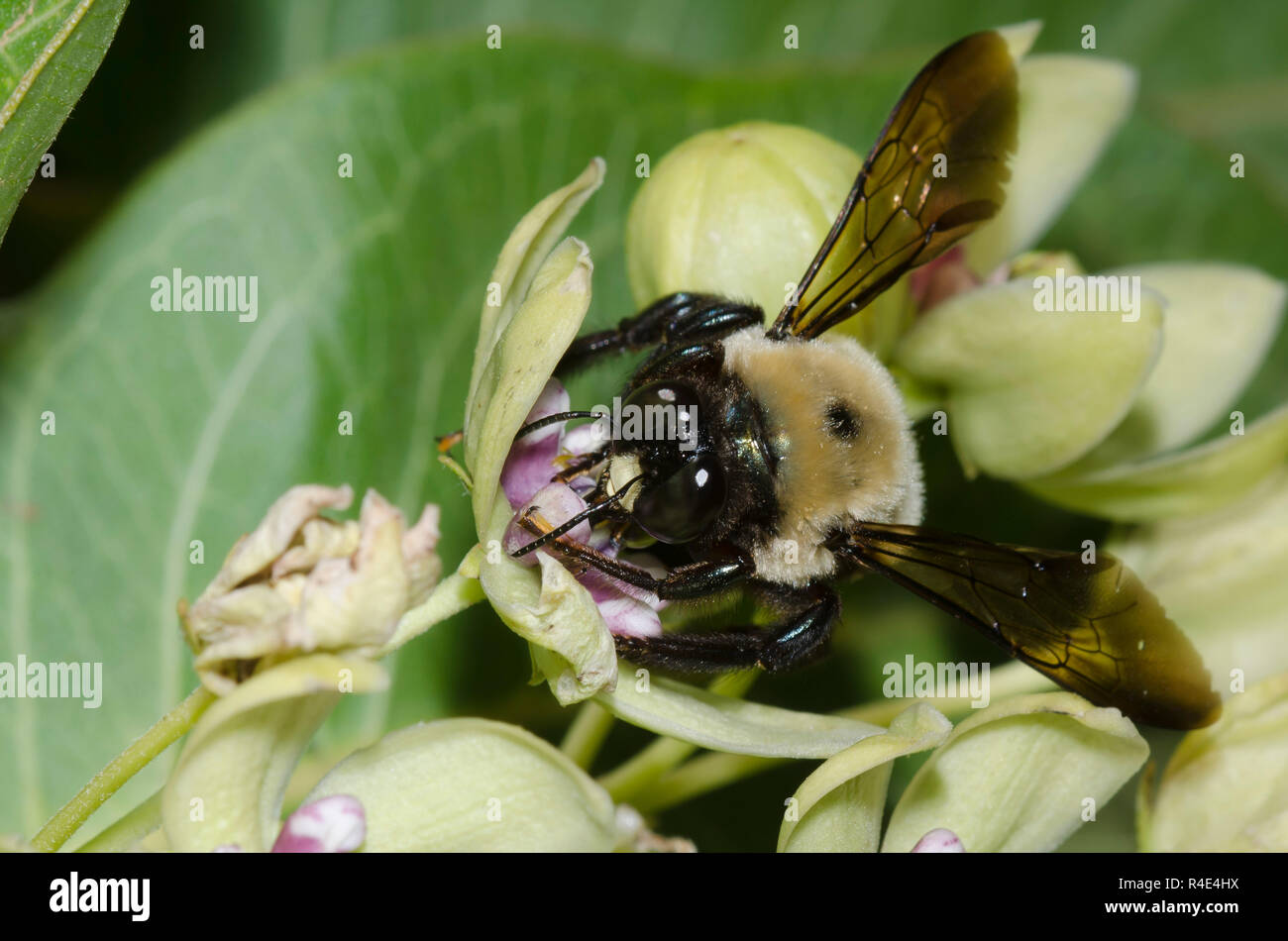 Falegname orientale Bee, Xylocopa virginica, sul verde, milkweed Asclepias viridis Foto Stock