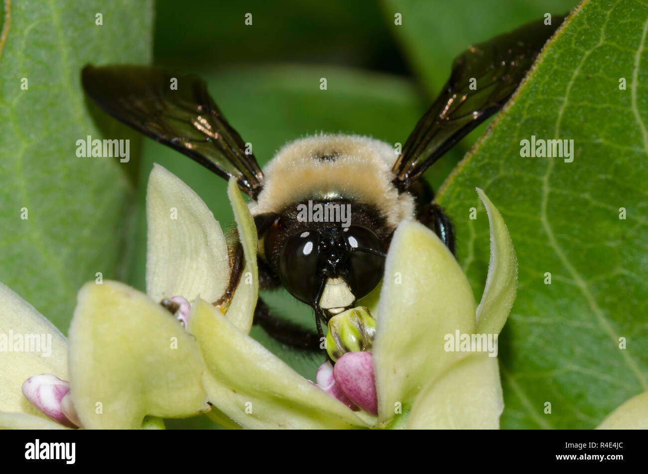 Falegname orientale Bee, Xylocopa virginica, sul verde, milkweed Asclepias viridis Foto Stock