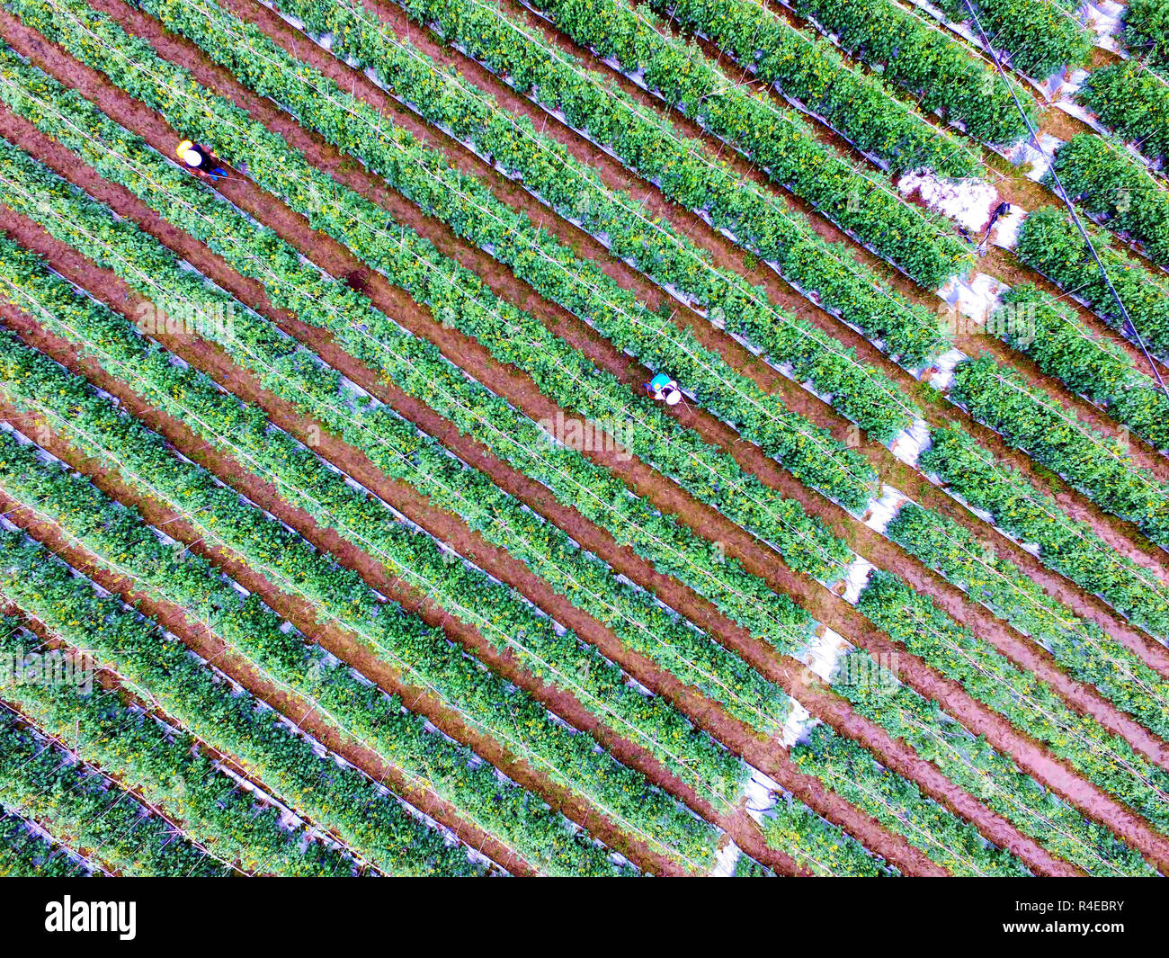 Nanning. 1 dicembre, 2015. Foto aerea presa il 1 dicembre, 2015 mostra i campi di pomodoro in Youjiang distretto di Baise, sud della Cina di Guangxi Zhuang Regione autonoma. A causa di difficili desertificazione pietroso, persone provenienti da decine di contee e distretti in Guangxi da lungo tempo era stata colpita dalla povertà. Negli ultimi anni, ambientale completa il programma di controllo è stato effettuato per il controllo sassoso la desertificazione per la riduzione della povertà. Credito: Zhang Ailin/Xinhua/Alamy Live News Foto Stock