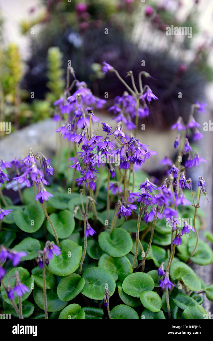 Soldanella villosa,Viola, orlata campane,fiore,fiori,fioritura, alpine,alpines,giardino,giardino,RM Floral Foto Stock