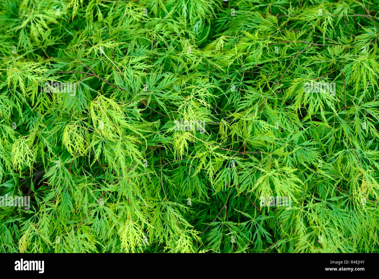 Acer palmatum dissectum viridis,laceleaf,Acer Acer,verde,calce,foglie,fogliame,Molla,,ornamentali tree,alberi,giardino,RM Floral Foto Stock