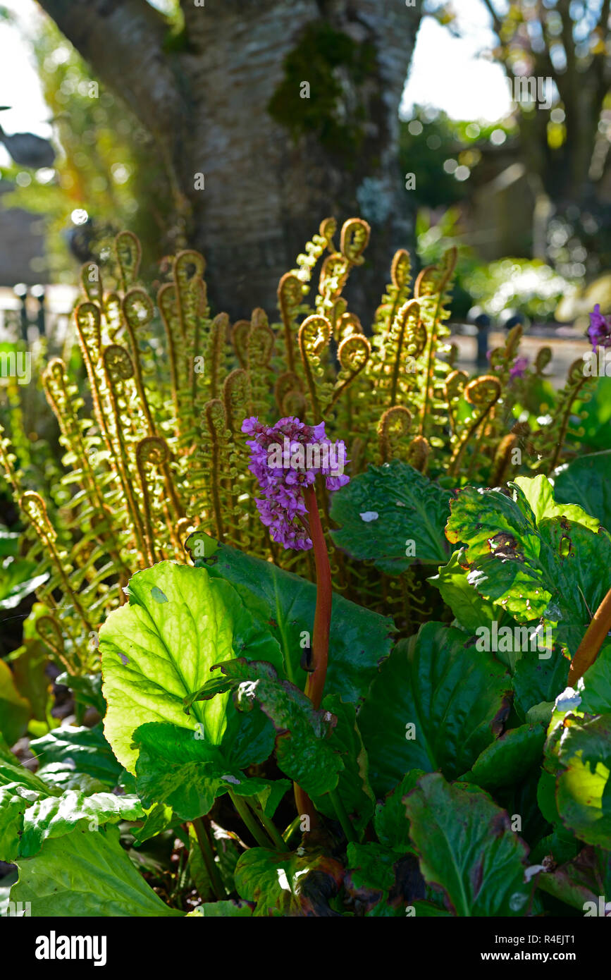 Bergenia crassifolia,pigsqueak,Bergenia cordifolia,rosa.fiore,fiori,fioritura,Matteuccia struthiopteris,fronde,distendere,dispiegarsi,la molla,giardino,RM Fl Foto Stock