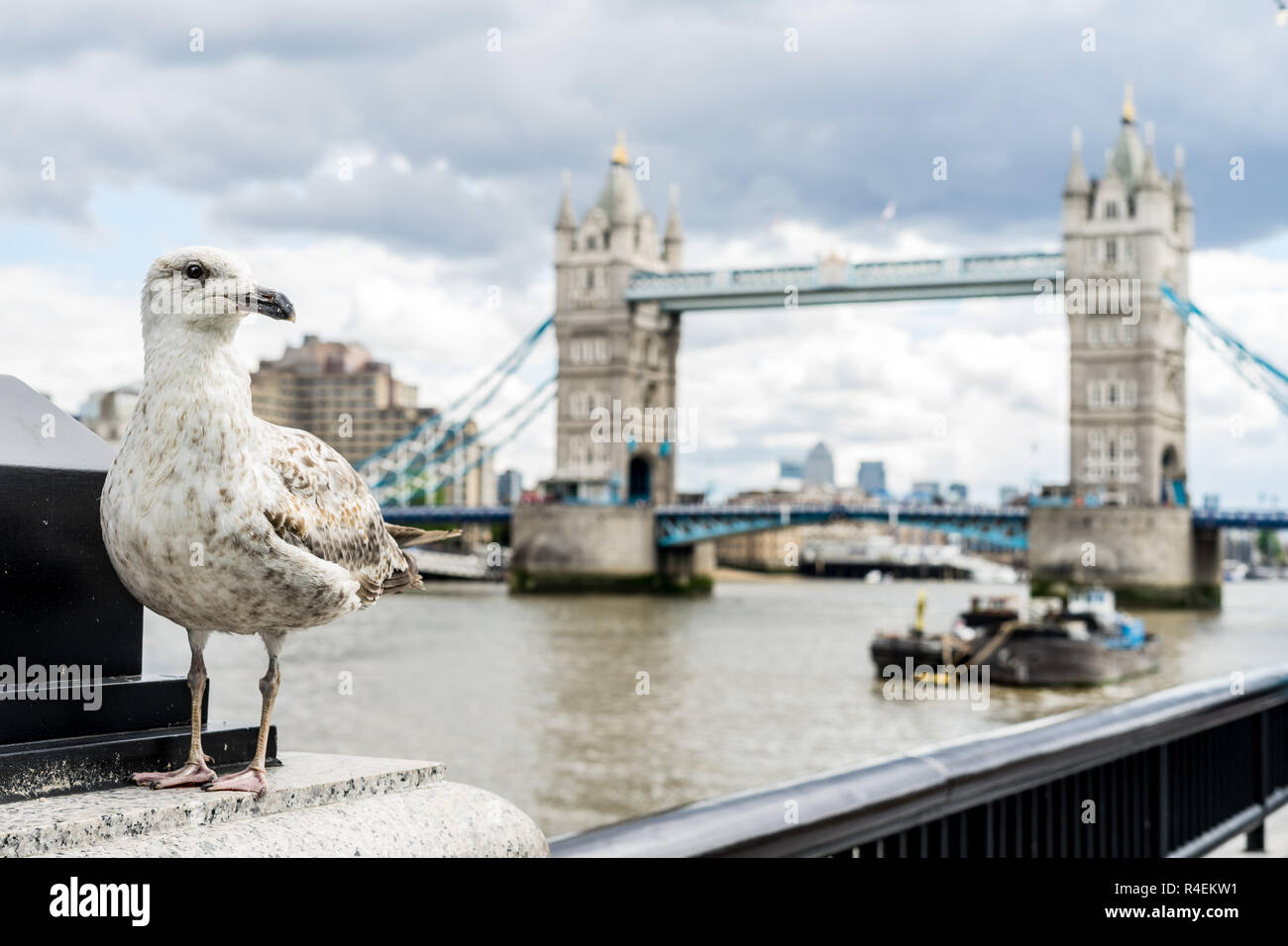 Seagull inftont Ritratto di Tower Bridge a Londra in Gran Bretagna Foto Stock