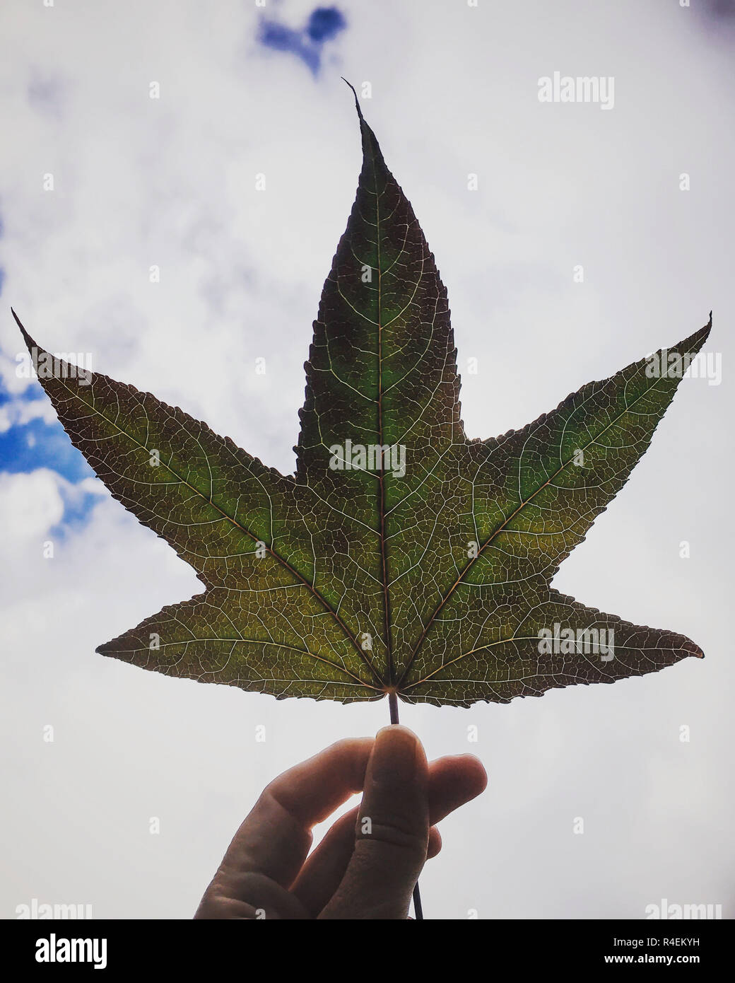Donna di mano che regge una foglia in aria Foto Stock
