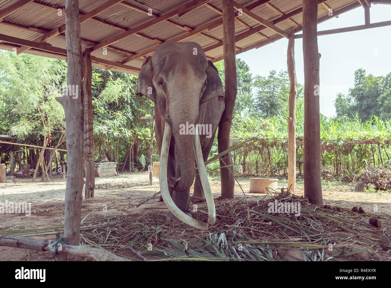 Ritratto di un elefante mangiando, Surin, Thailandia Foto Stock