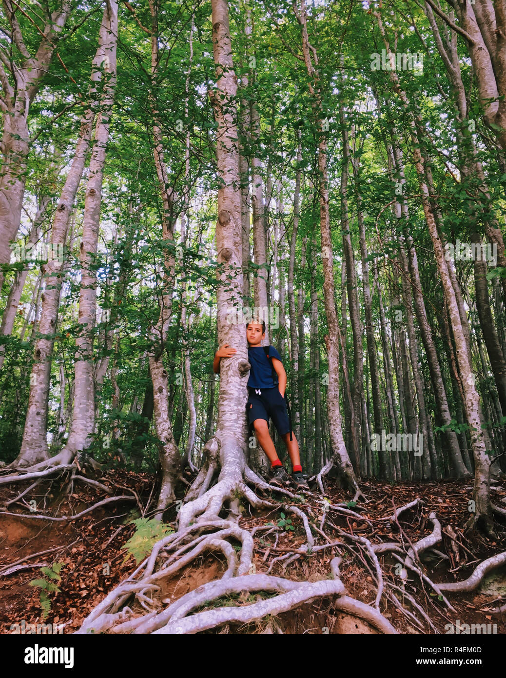Ragazzo accanto a un albero nella foresta, Spagna Foto Stock