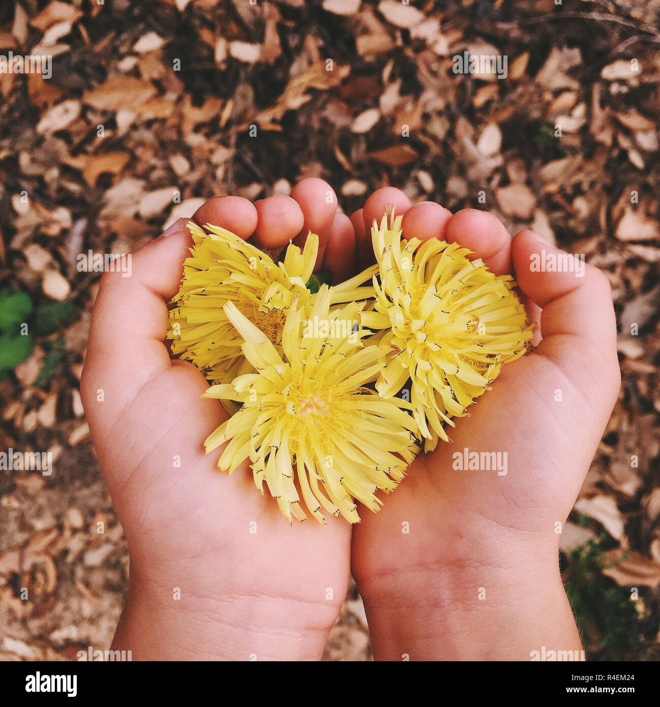 Ragazza con fiori di tarassaco, Spagna Foto Stock