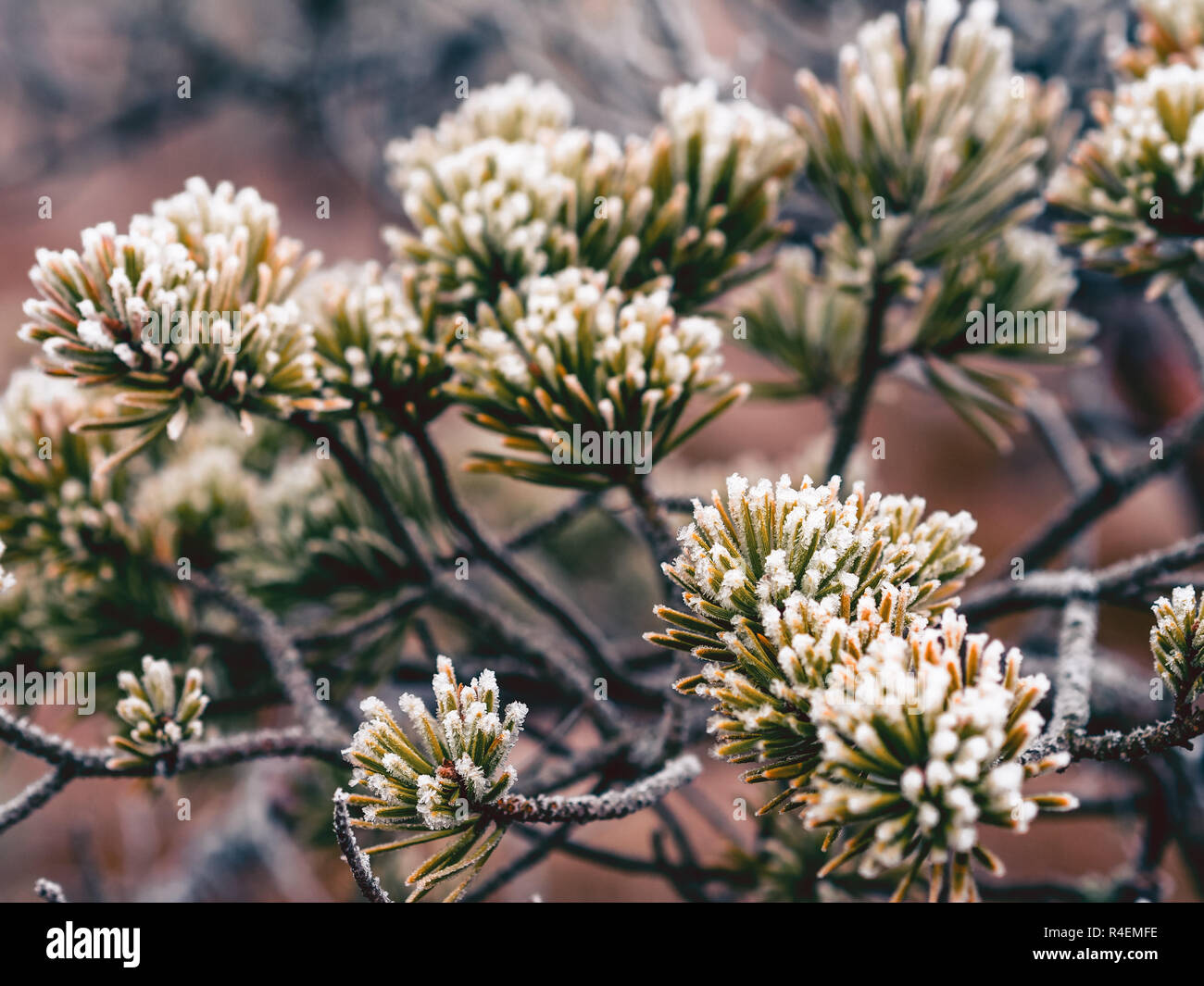 Primo piano di Pino succursale in campo di Kemeri moor in Lettonia su un freddo inverno mattina con un po' di ghiaccio sul loro - look vintage modifica Foto Stock