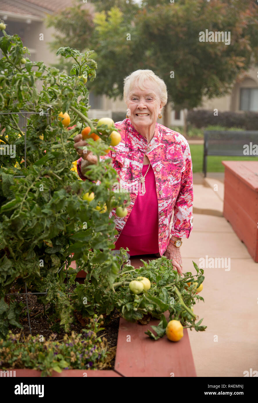 Senior donna ammirando i pomodori in giardino Foto Stock