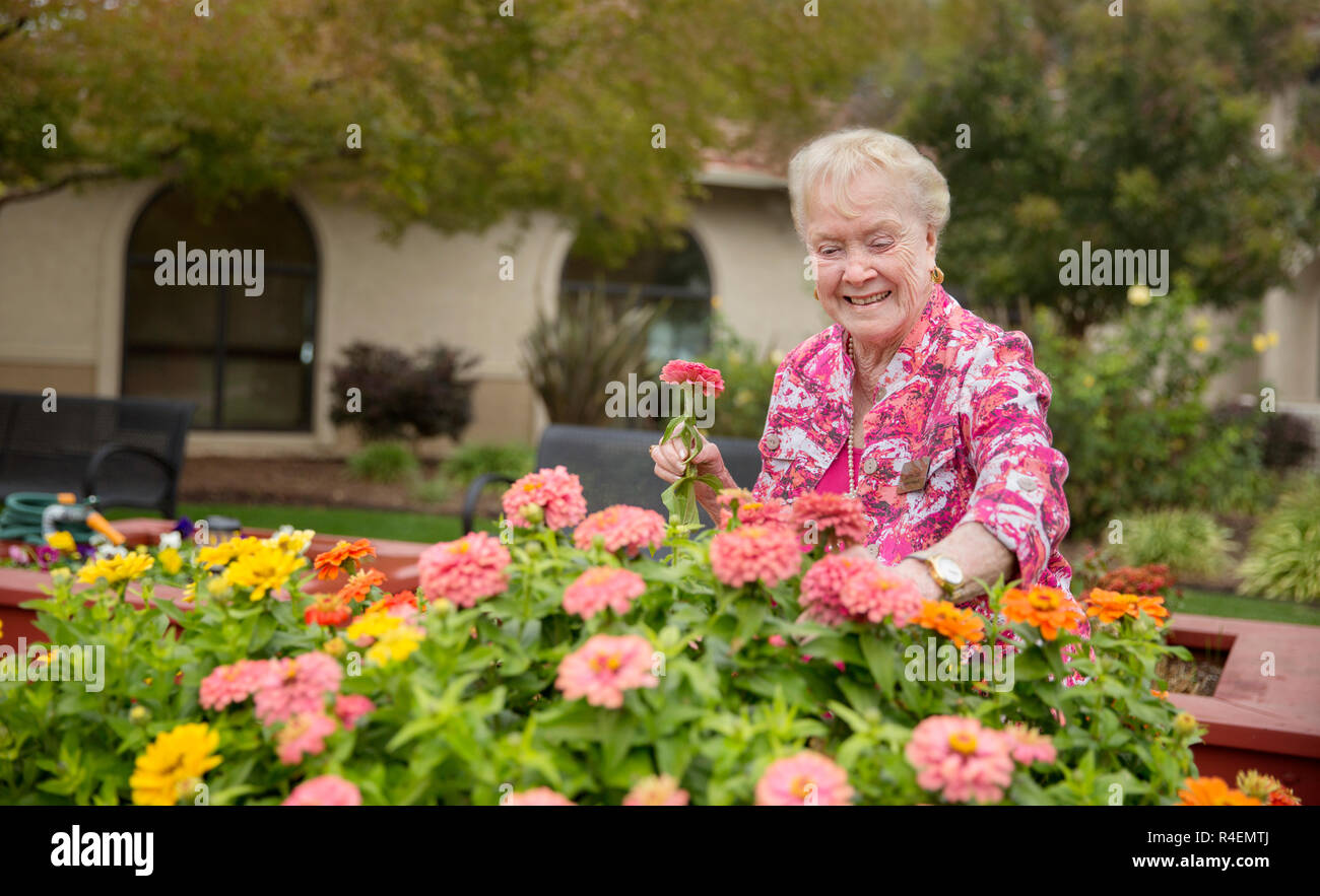 Senior donna ammirando fiori nel giardino. Foto Stock
