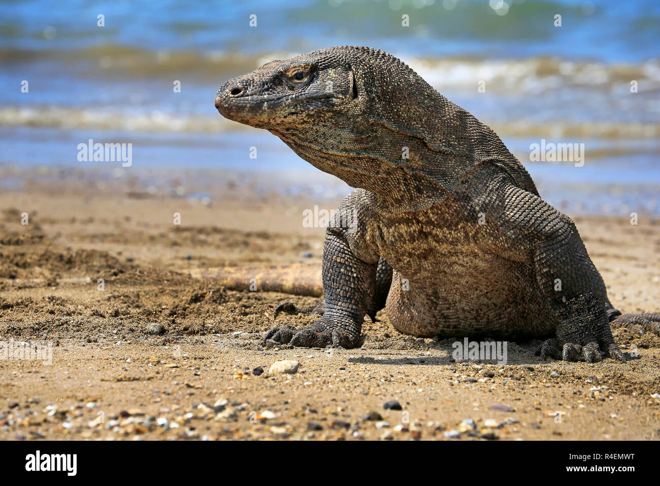 Ritratto di un drago di Komodo sulla spiaggia, Isola di Komodo, Nusa Tenggara orientale, Indonesia Foto Stock