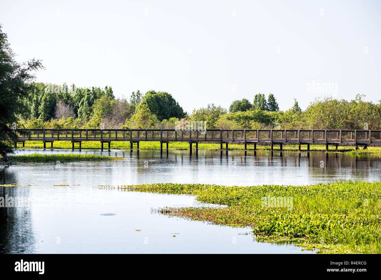 Paesaggio della passerella in legno ponte nella palude di palude, zone umide in Paynes Prairie preservare parco dello stato a Gainesville, Florida Foto Stock