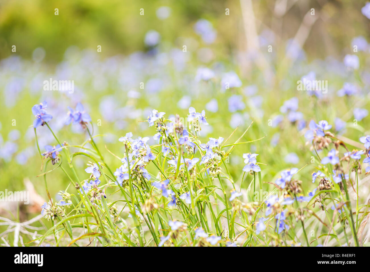 Fiori Selvatici Tradescantia occidentalis Spiderwort fiori viola con tre petali closeup in Paynes Prairie preservare parco dello stato a Gainesville, Florida Foto Stock