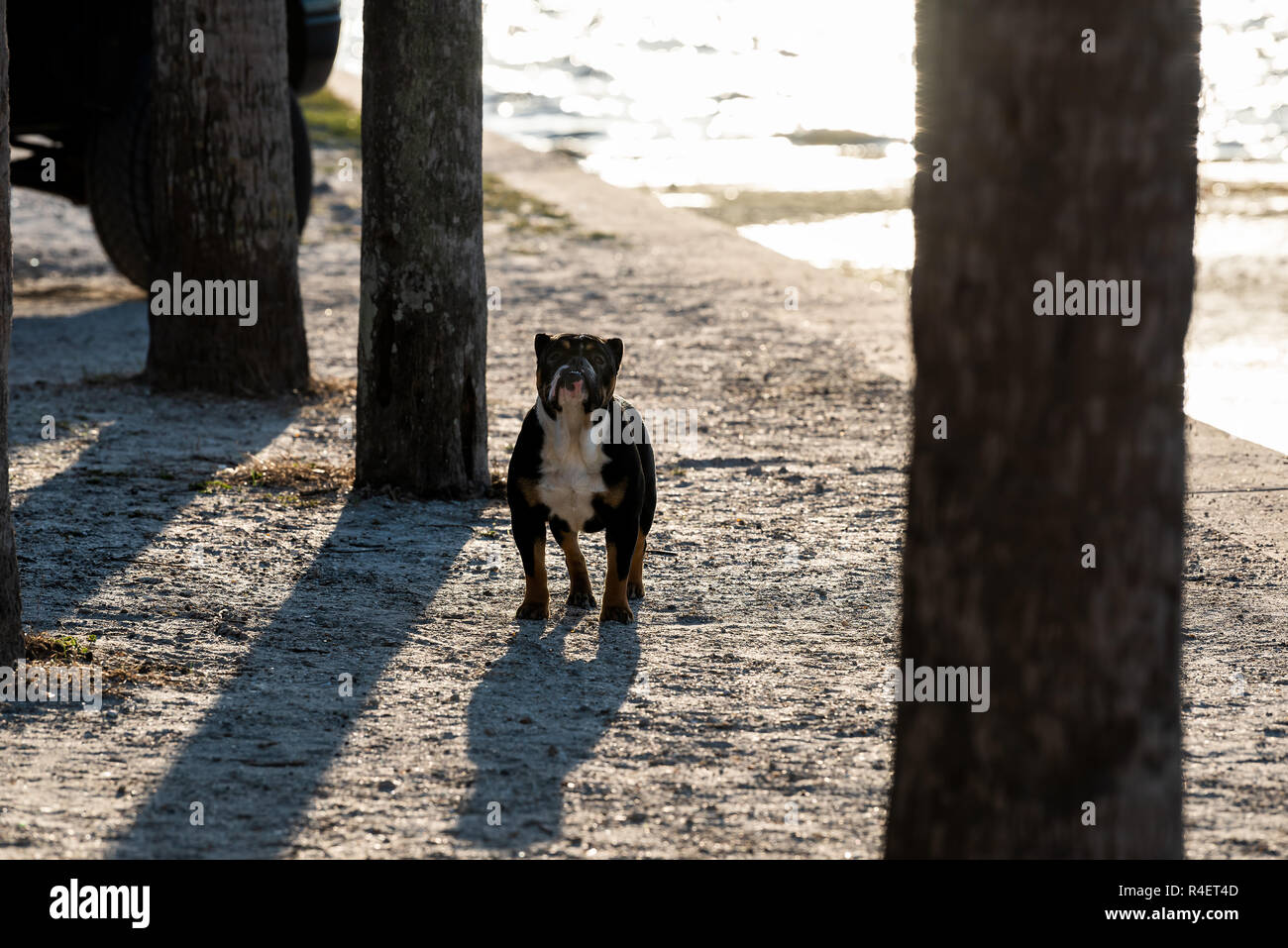 Funny Bulldog bull dog di Sarasota in Florida in piedi arrabbiato sulla spiaggia in Park street durante il tramonto silhouette Foto Stock