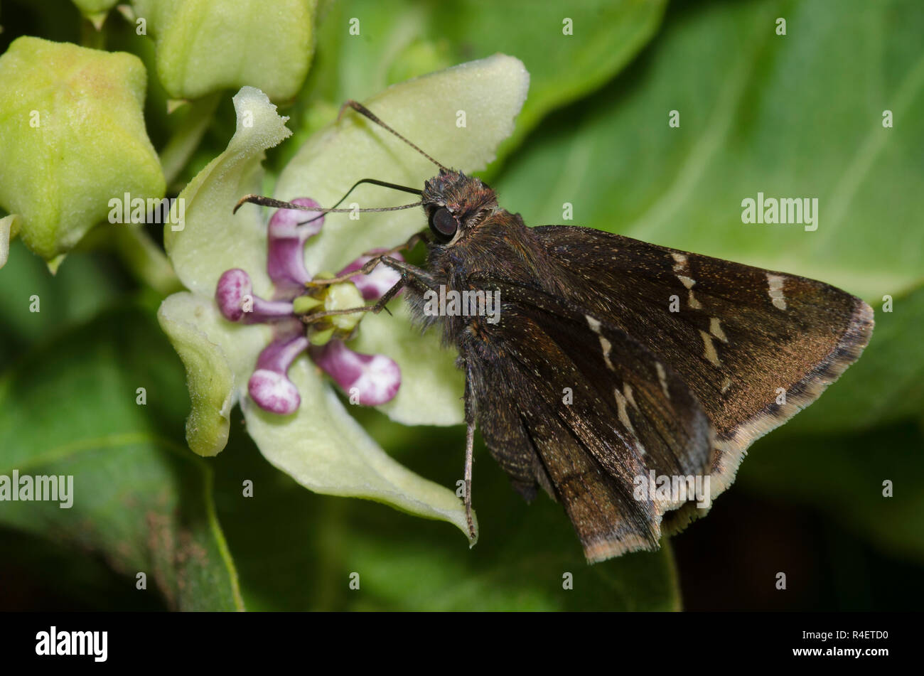 Southern Cloudywing, Cecropterus bathyllus, su Green Milkweed, Asclepias viridis Foto Stock