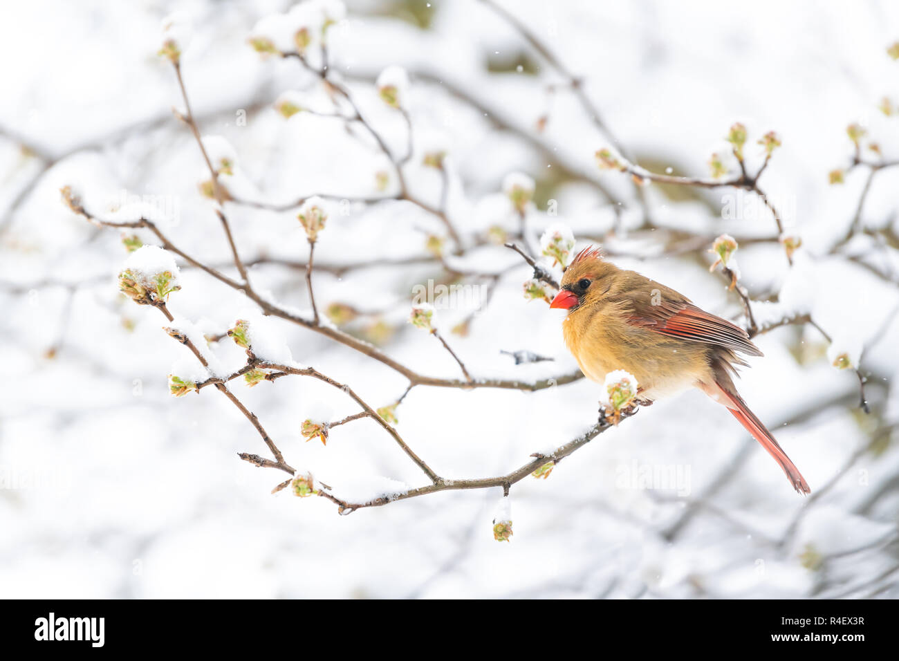 Primo piano laterale di arruffare, gonfi arancione, rosso cardinale femmina bird, cercando, appollaiato sulla Sakura, ciliegia il ramo di un albero coperto di neve con boccioli Foto Stock