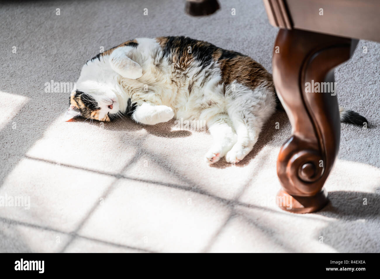 Primo piano della felice calicò di capelli corti cat, bianco dello stomaco, ventre, dormire sul pavimento moquette, sdraiato sul lato in camera da letto soggiorno casa indoor, paw Foto Stock