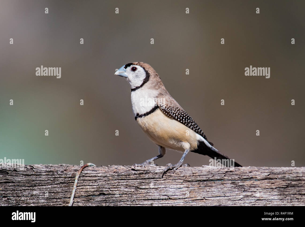 Doppio sbarrate Finch seduto su una recinzione Foto Stock