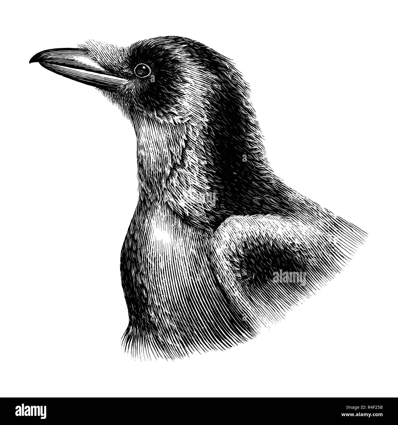 Crow del disegno a mano in stile vintage Illustrazione Vettoriale