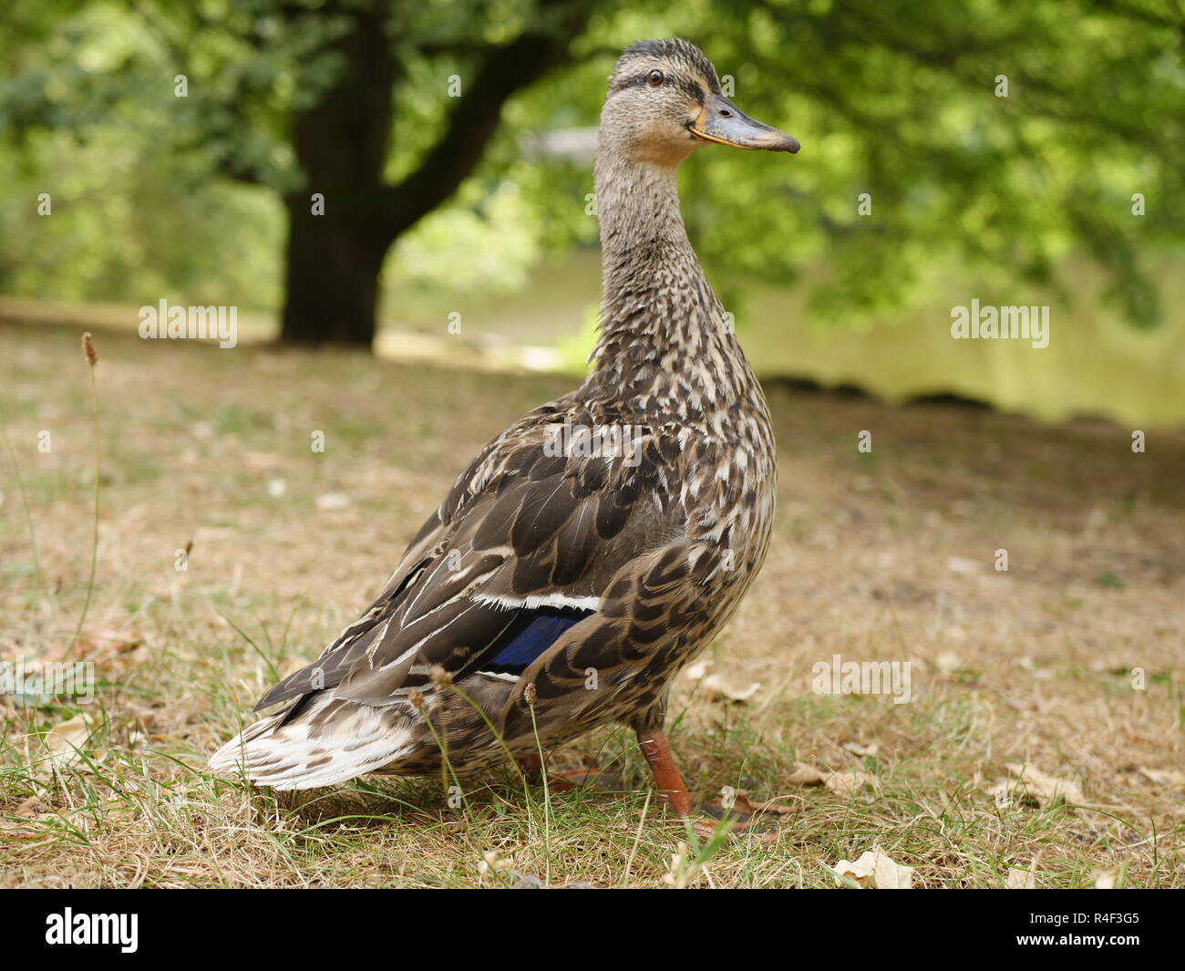 Una femmina di Germano Reale si allunga su un prato Foto Stock