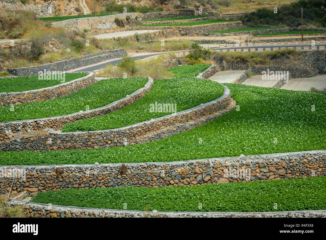 I campi di patate, Tenerife, Isole Canarie,Spagna,l'Europa Foto Stock