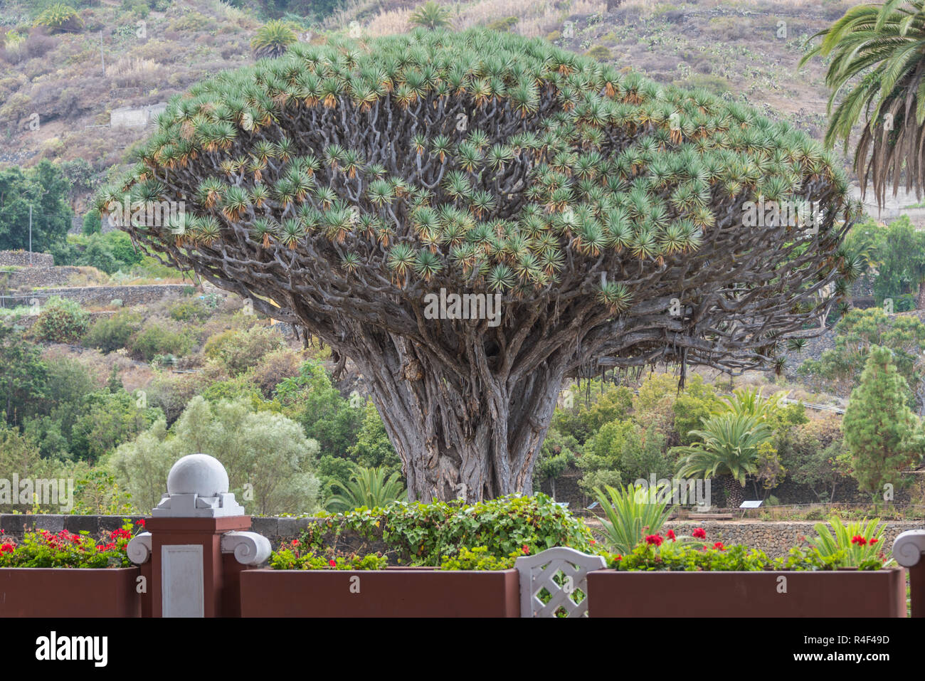 Dragon Tree, Drago de Icod in Icod de los Vinos, Tenerife, Isole canarie, Spagna Foto Stock