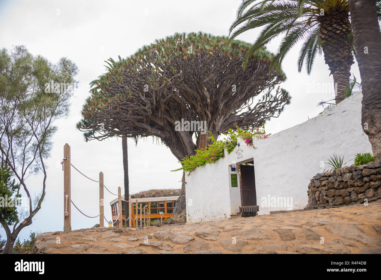 Il Drago Millenario albero a Icod de los Vinos, Tenerife, Isole canarie, Spagna Foto Stock