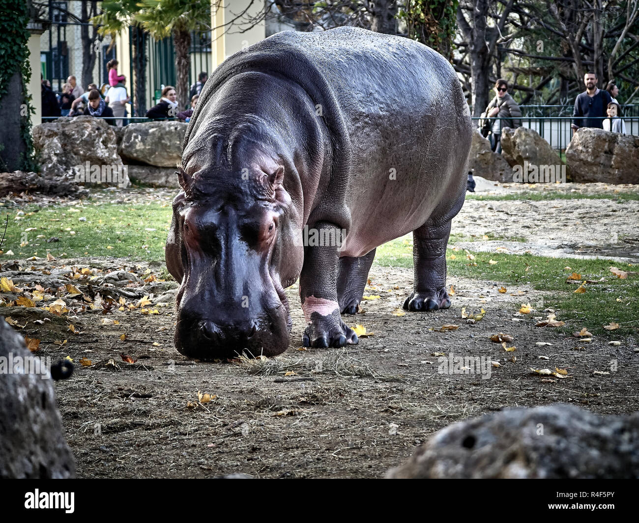 Colpo di un ippopotamo mentre mangiando presso il parco Foto Stock