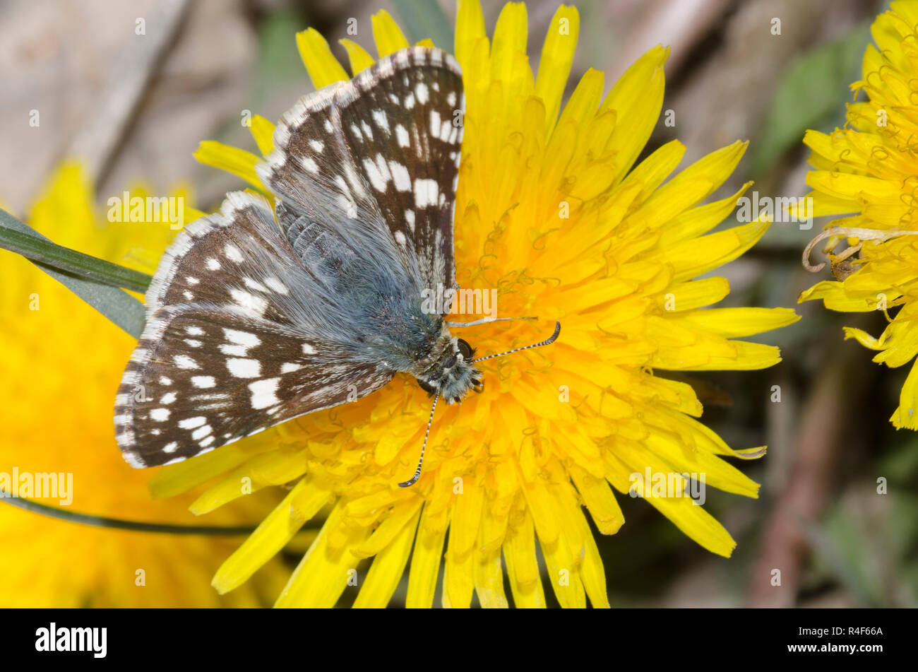 Comune scacchiato-skipper, Burnsius communis, nettare femminile dal Dandelion comune, Taraxacum officinale Foto Stock