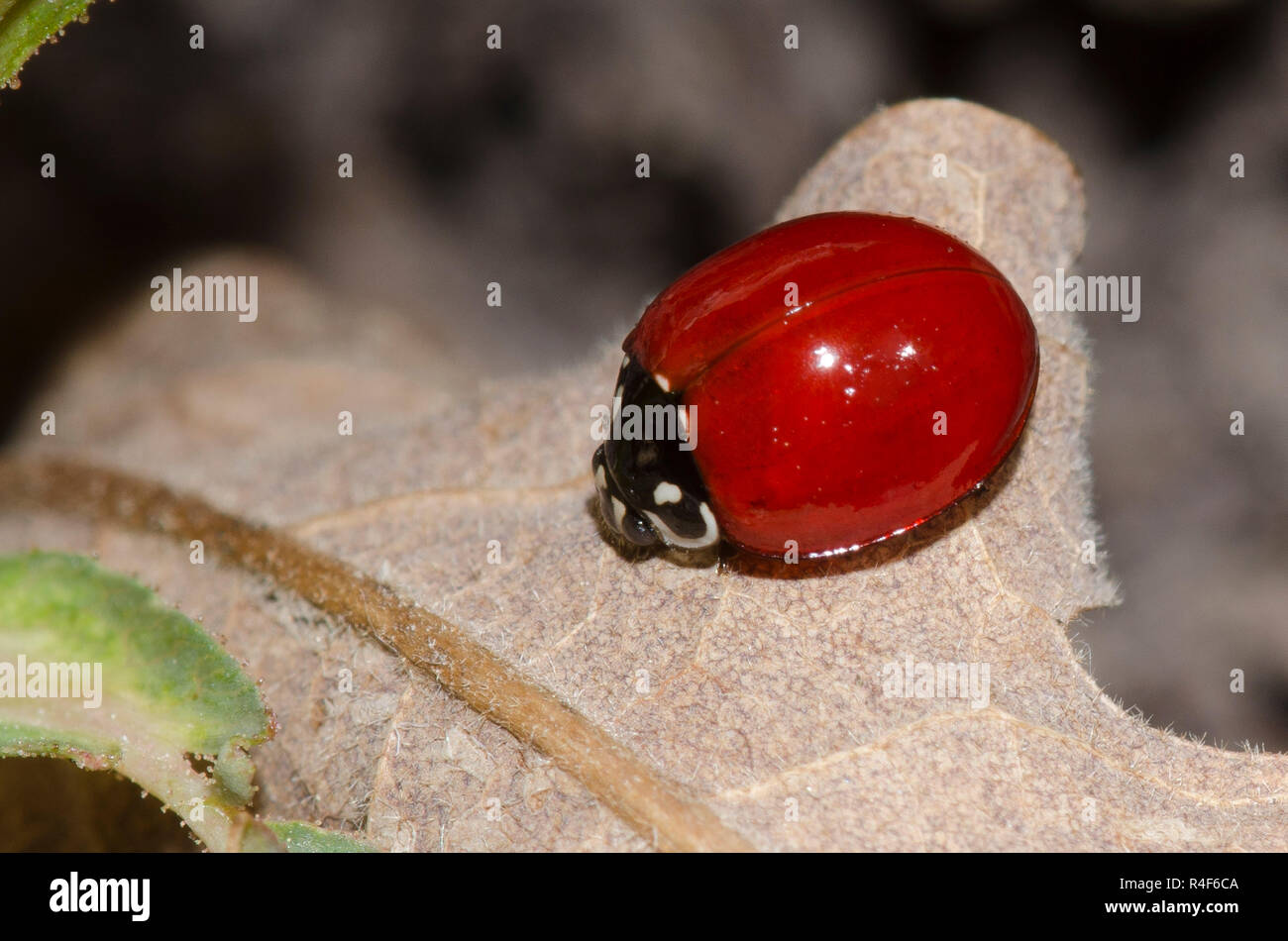 Pulitissimo Lady Beetle, Cycloneda sanguinea, femmina Foto Stock