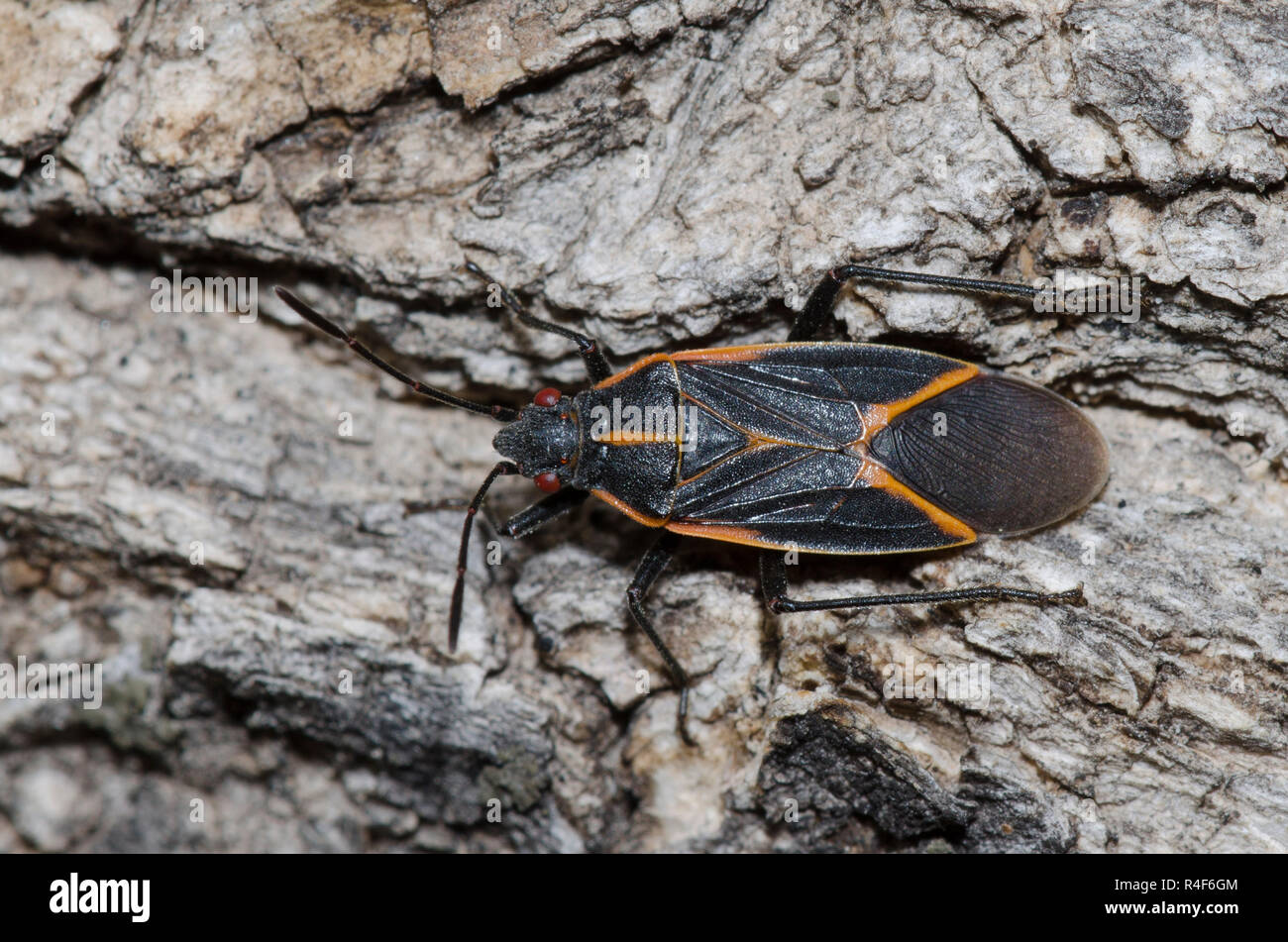 Boxelder orientale Bug, Boisea trivittata Foto Stock