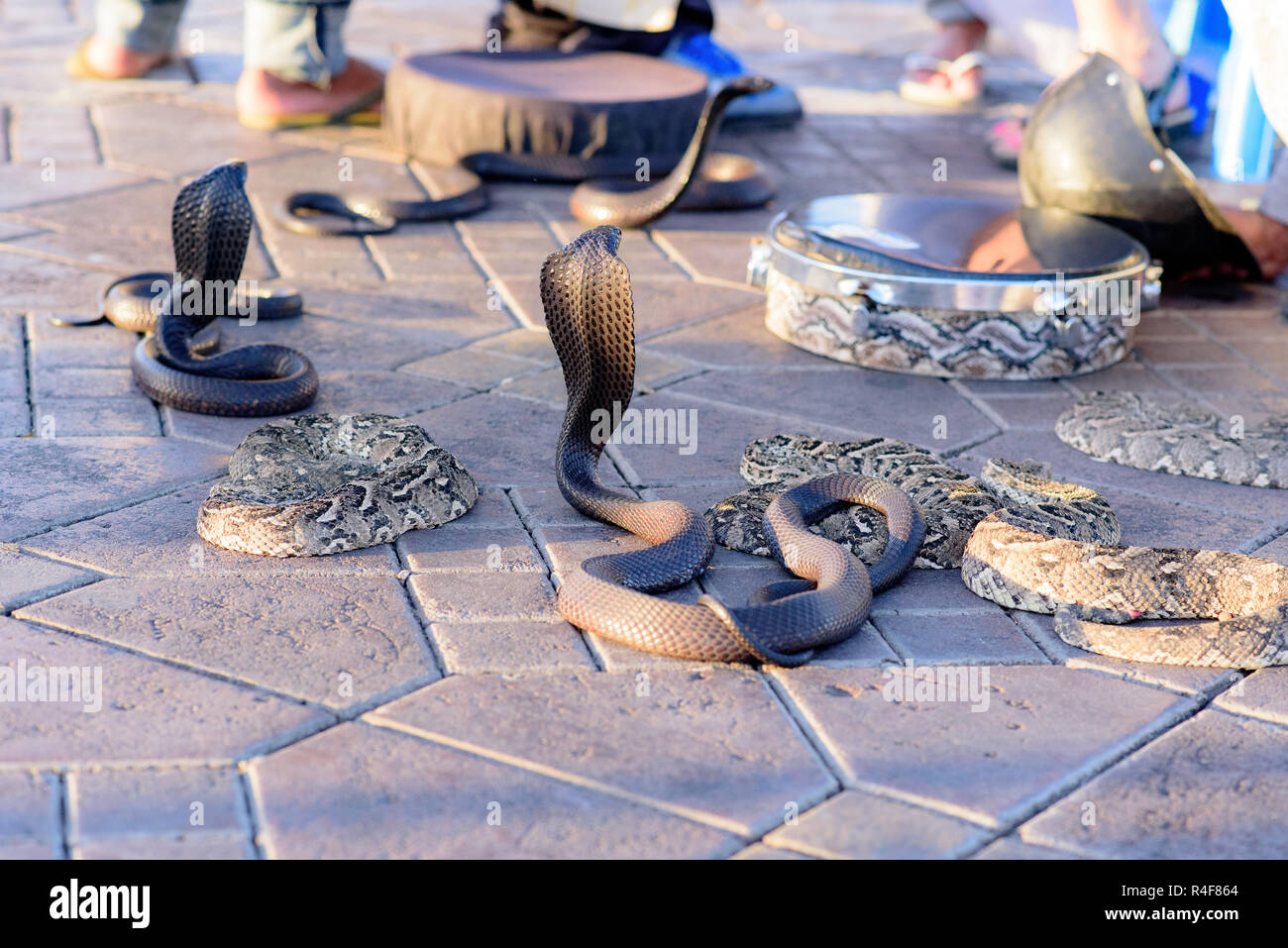 Snake Cobra mostrano in Fnaa, Marrakech, Marocco. Foto Stock