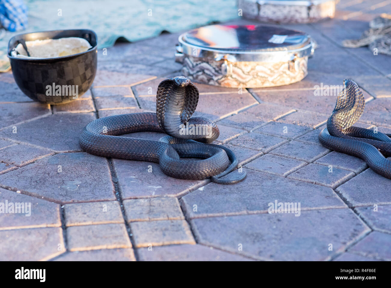 Snake Cobra mostrano in Fnaa, Marrakech, Marocco. Foto Stock
