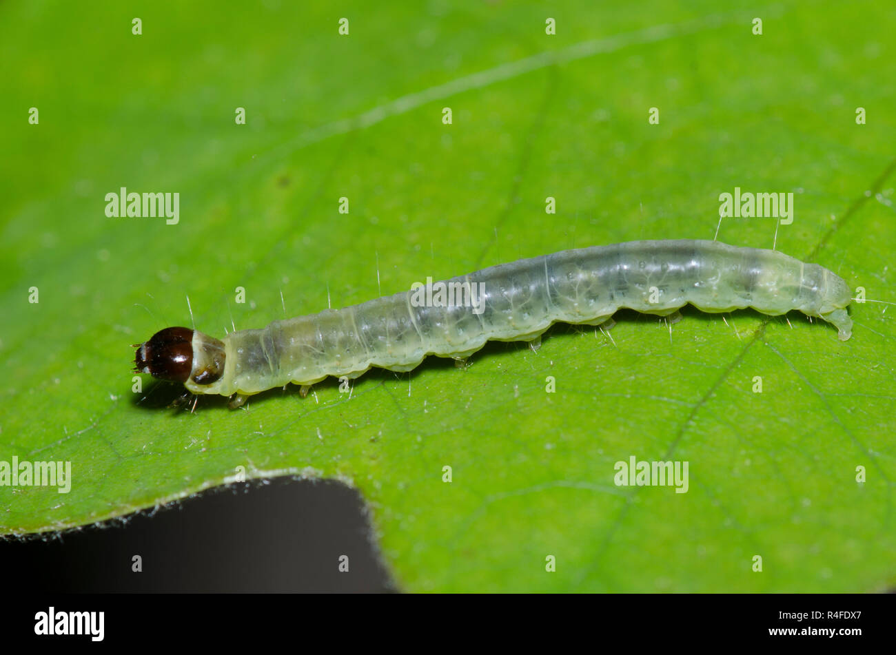 La tignola, Ordine Lepidoptera, larva sul post oak, Quercus stellata Foto Stock