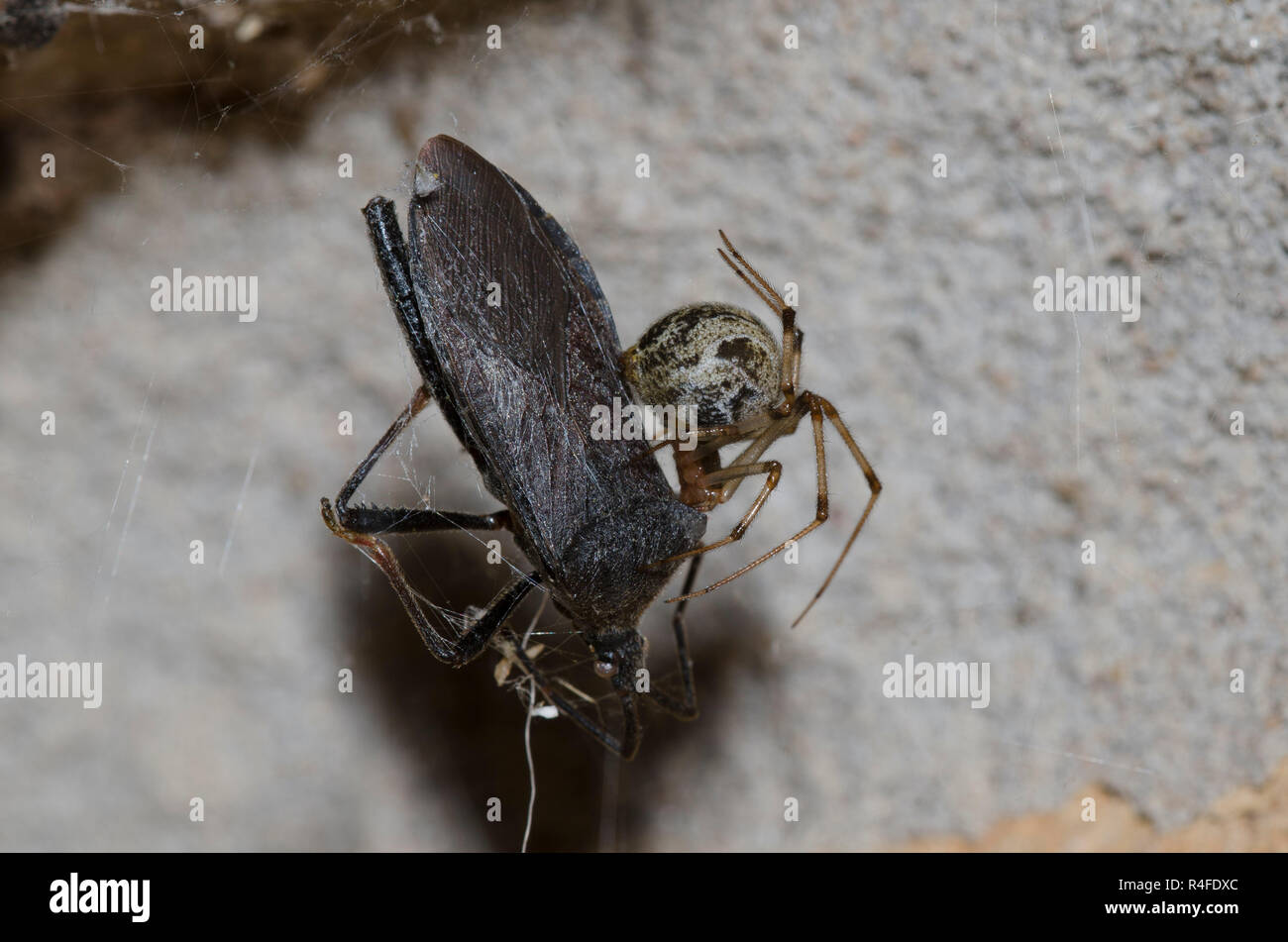 Casa comune ragno, Parasteatoda tepidariorum, con foglie-footed Bug, Famiglia Coreidae, preda Foto Stock