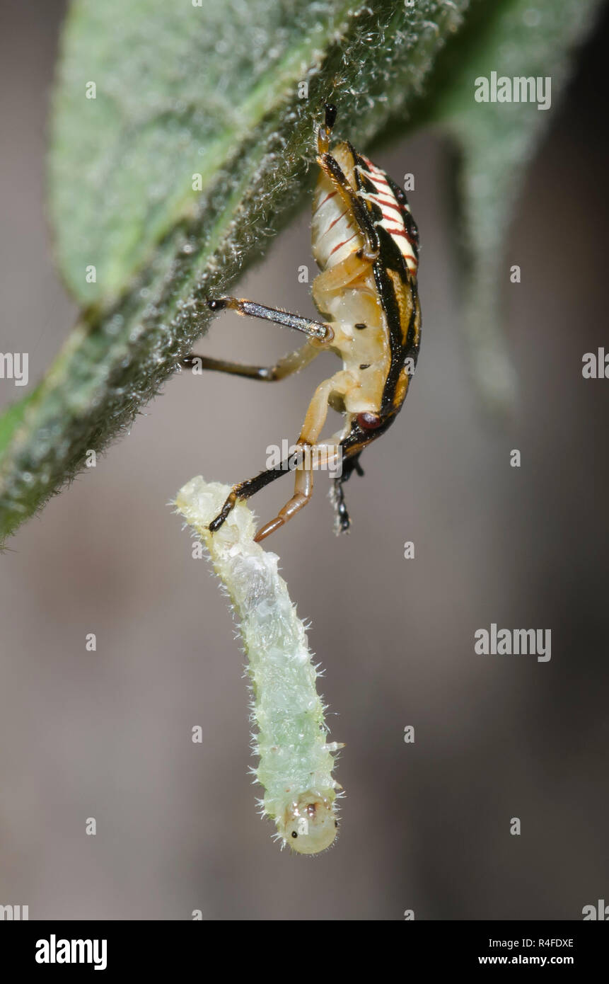 Predatori di Stink Bug Podisus sp., ninfa con larva preda Foto Stock