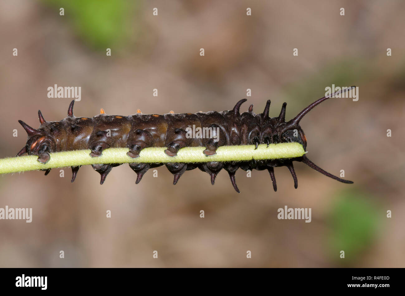 A coda di rondine Pipevine, Battus philenor, larva sul vago dutchman's tubo, Aristolochia tomentosa Foto Stock