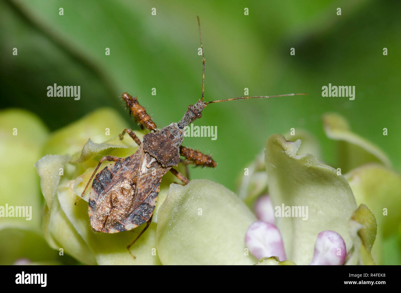 Spinosa Assassin Bug, Sinea spinipes, sul verde, milkweed Asclepias viridis Foto Stock