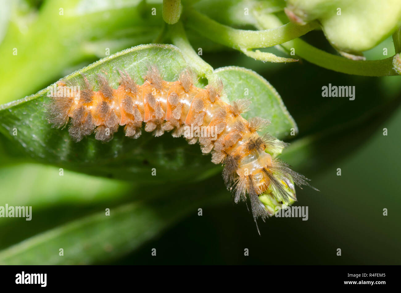 Cirnia inaspettata, cirnia colaris, larva su verde milkweed, Asclepias viridis Foto Stock