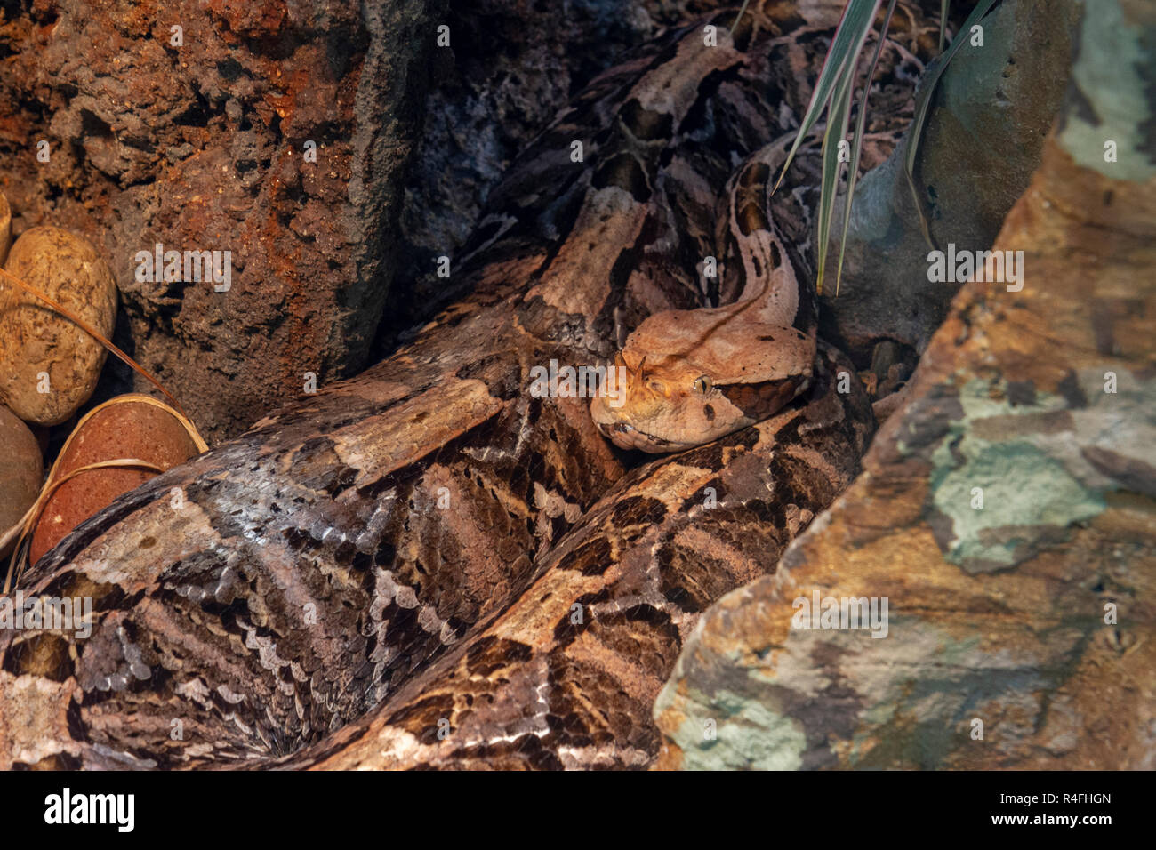 Un Gaboon viper, (bitis gabonica), lo Zoo di San Diego, California, Stati Uniti. Foto Stock