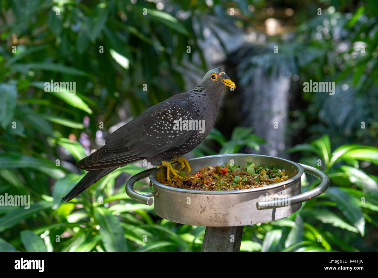 Un africano oliva-pigeon all'interno Scripps voliera, lo Zoo di San Diego, California, Stati Uniti. Foto Stock