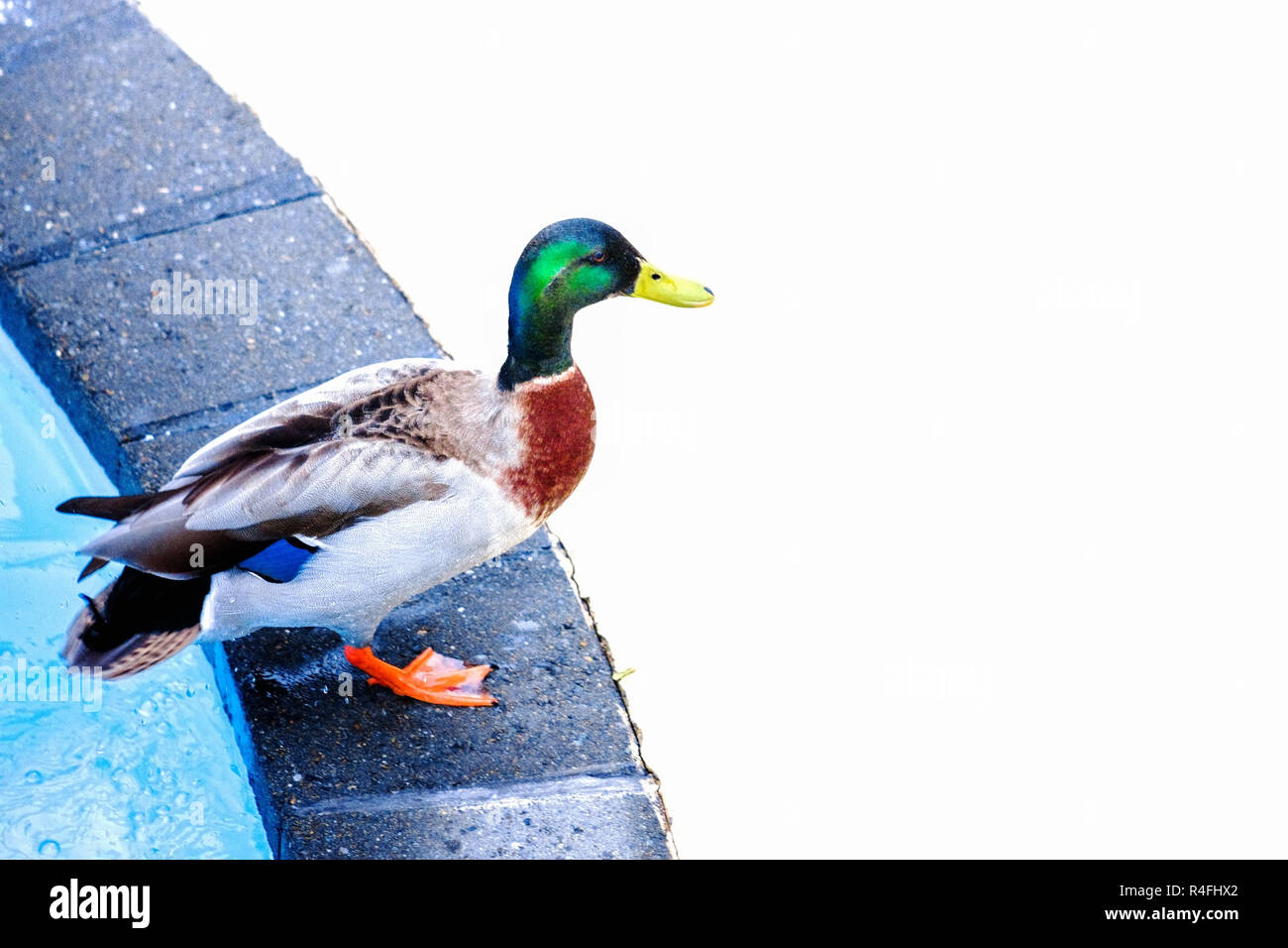 Chiudere l immagine di un Mallard Duck uscendo da una piscina con spazio di copia Foto Stock