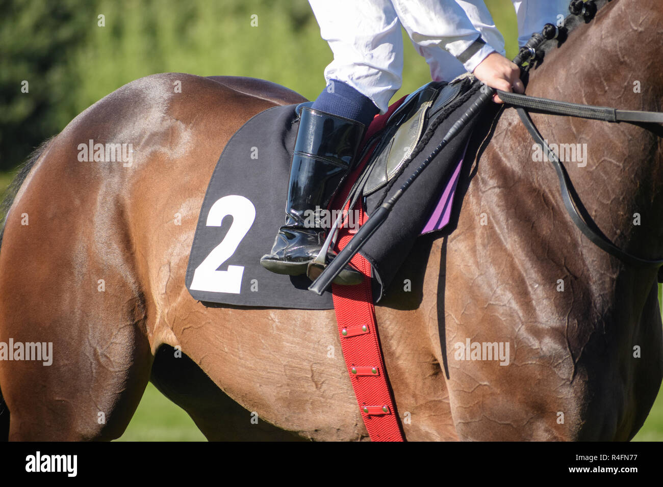 Jockey in sella a un cavallo di razza con il numero di partenza due, messa a fuoco selezionata Foto Stock