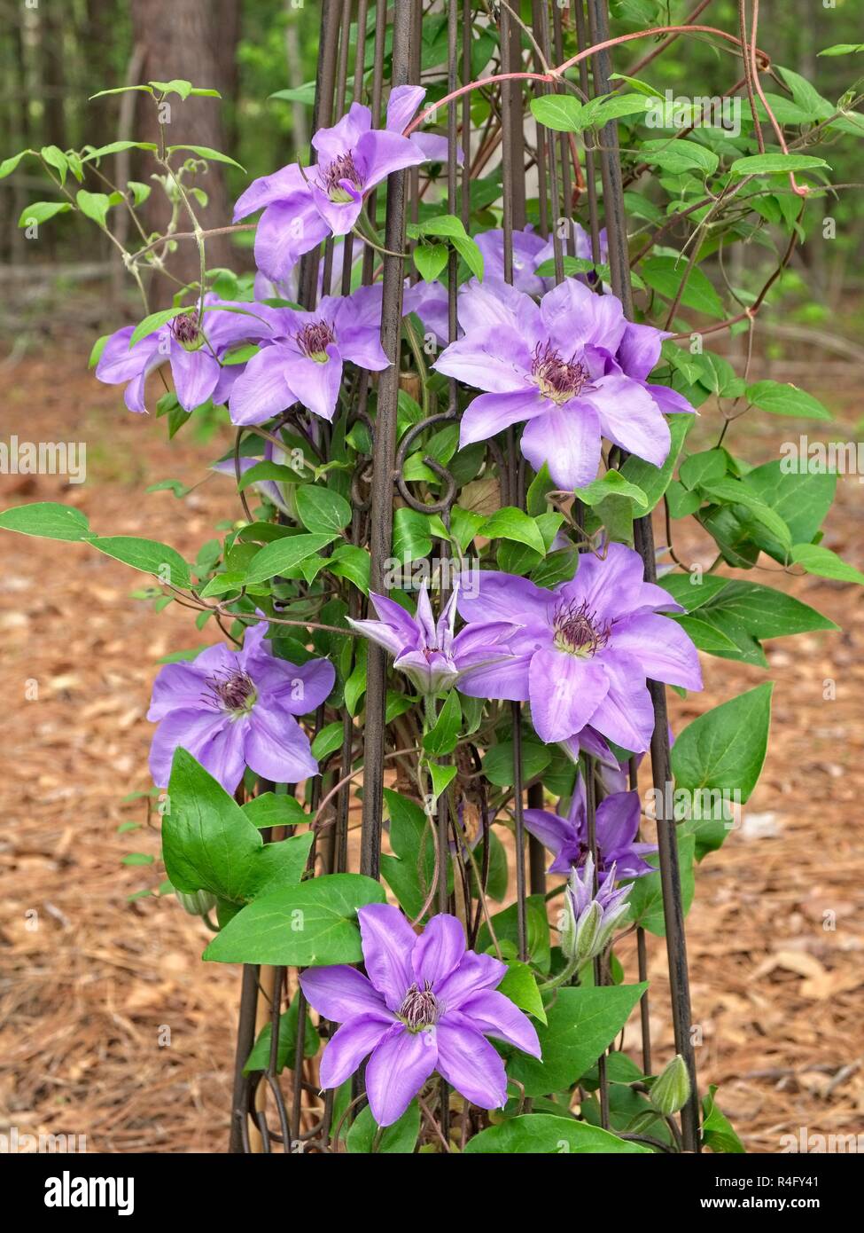Clematide viola o regina dei vigneti, una vite rampicante, che cresce su una verticale di traliccio metallico in un giardino nel centro di Alabama. Foto Stock