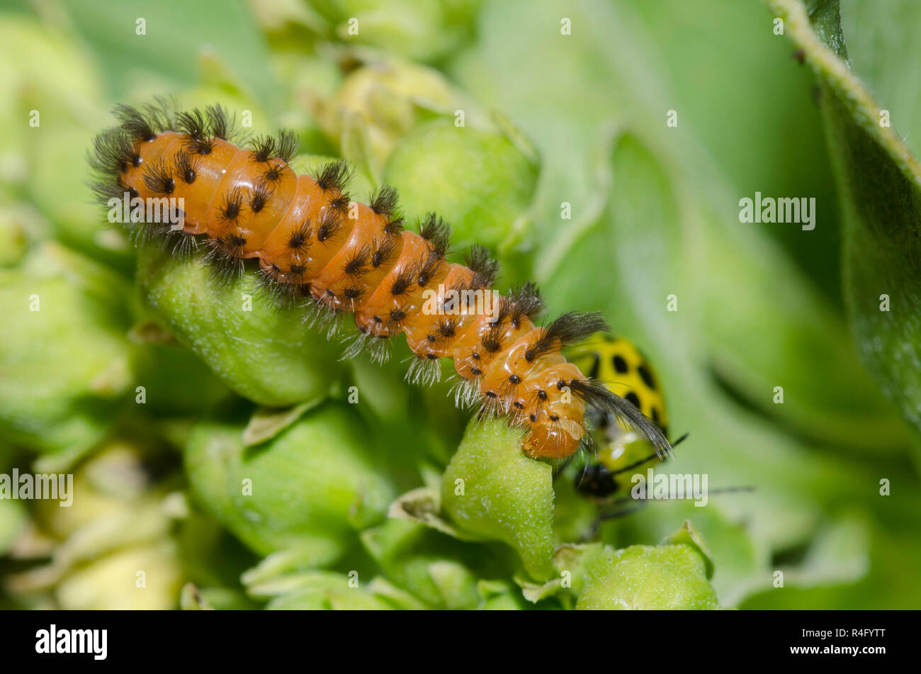 Cirnia inaspettata, cirnia colaris, larva su verde milkweed, Asclepias viridis Foto Stock